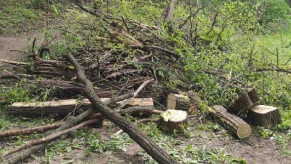 FOTO // Defrișări ILEGALE într-un parc din Chișinău: PAS cere dosar penal pe numele reprezentanților Primăriei Capitalei